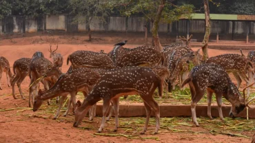 Bangladesh_National_Zoo