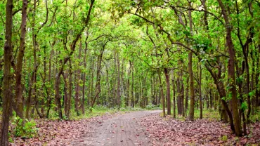 Bhawal National Park, Gazipur