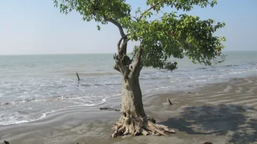 Borisal,_Kuakata_Sea_Beach