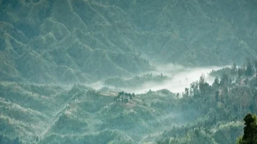 a lush green hillside covered in lots of trees