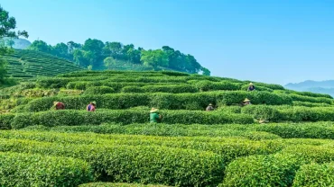 a group of people standing on top of a lush green field