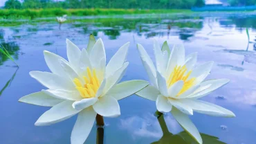 National Flower Of Bangladesh