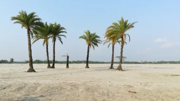 a sandy area with palm trees and a blue sky