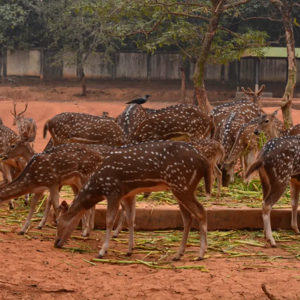 Bangladesh_National_Zoo