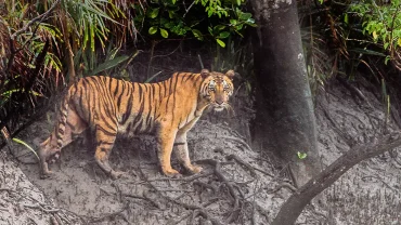 Sundarbans