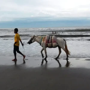 Horse Riding