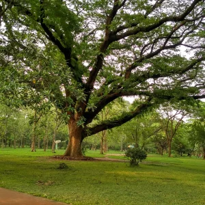 Ramna Park